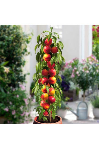 Дерево нектарину Принц Вільям у період плодоношення